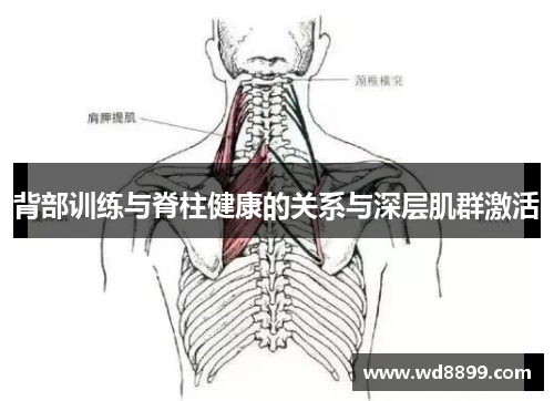 背部训练与脊柱健康的关系与深层肌群激活